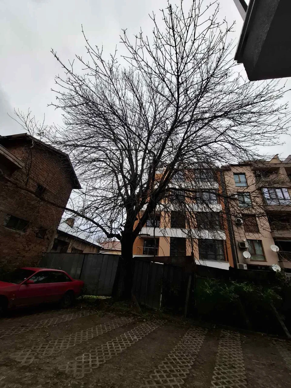 Дърво между сгради преди основна резитба, ж.к. Надежда, София